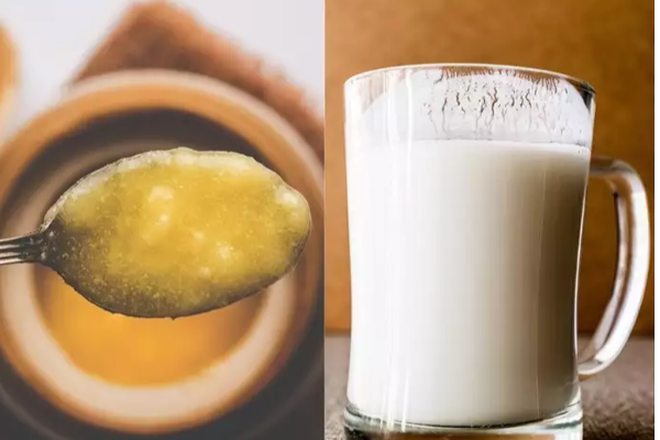 பாலில் நெய் கலந்து குடித்தால் இவ்வளவு நன்மைகளா? - உடனே டிரை பண்ணுங்க - தமிழ்நாடு