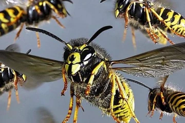 யாழ் புங்குடுதீவில் இரு பிள்ளைகளின் தந்தைக்கு நேர்ந்த சோகம்!