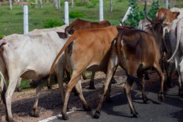 மாடு திருட வந்தவர்களை மடக்கிப் பிடித்த பிரதேச மக்கள்