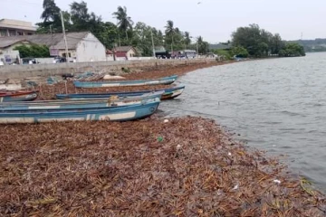 திருகோணமலையில் கரையொதுங்கி வரும் நீர்த்தாவரங்களால் கடற்றொழிலுக்கு பாதிப்பு