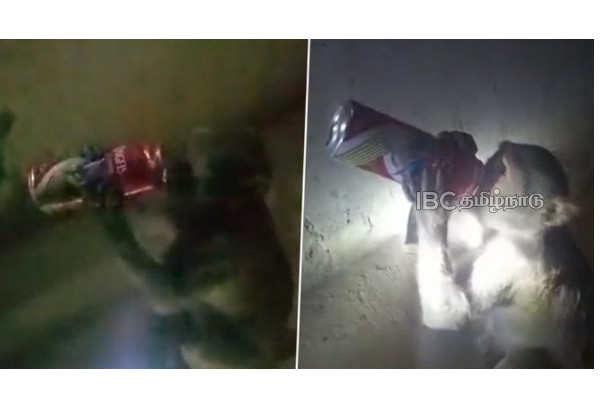 monkey-drinks-beer-viral-video