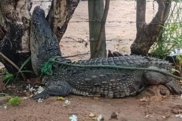 மக்களுக்கு அச்சுறுத்தலாக இருந்த இராட்சத முதலை பிடிப்பு
