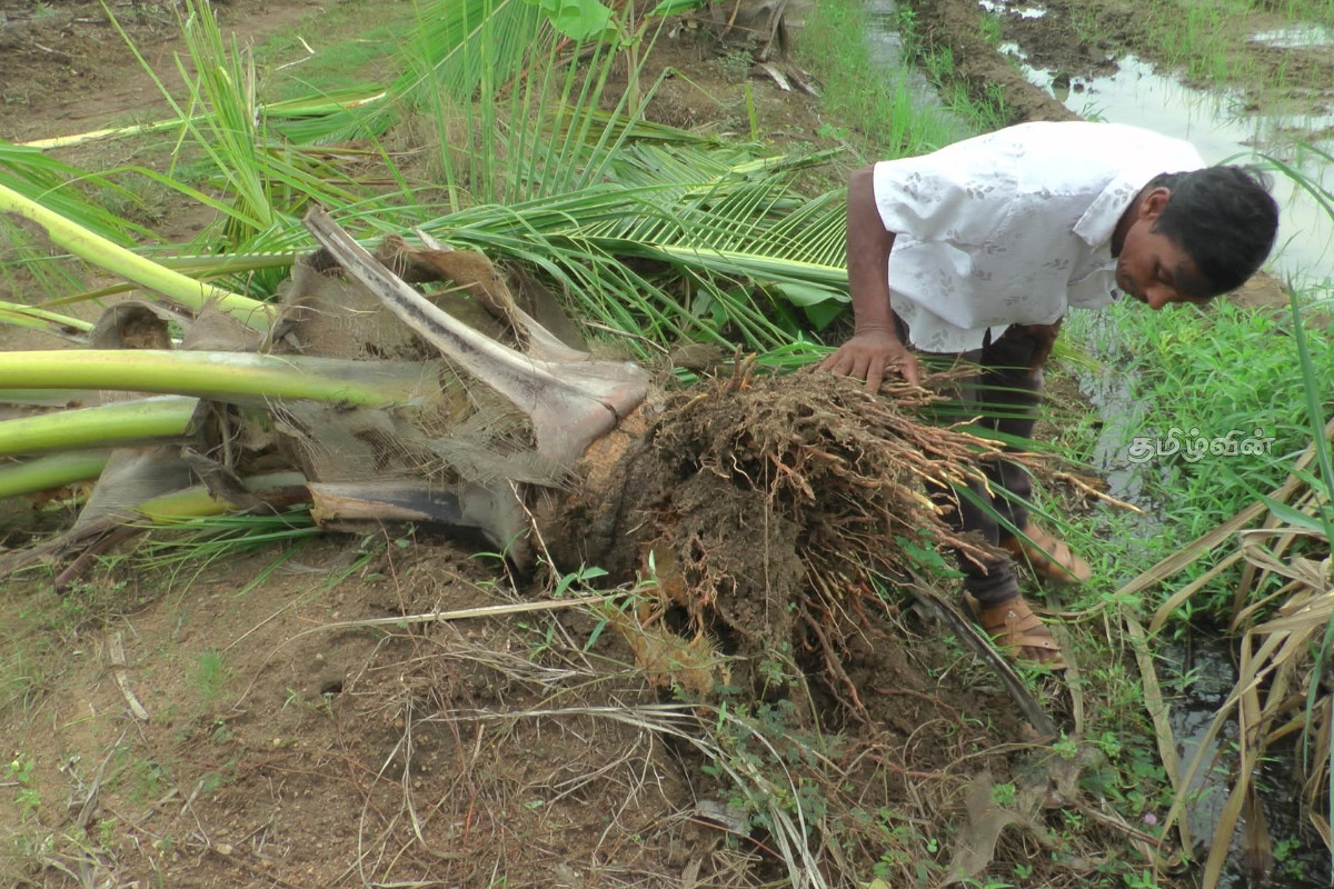 காட்டு யானைகளின் தொடர் தாக்குதல்கள் - விவசாயிகளின் வாழ்வாதாரம் பாதிப்பு | Repeated Attacks Wild Elephants Livelihoods Affect