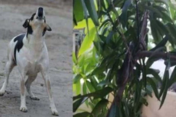 மரத்தைப் பார்த்து தொடர்ந்து குரைத்துக்கொண்டிருந்த நாய்: அவதானித்த உரிமையாளருக்கு கிடைத்த பேரதிர்ச்சி
