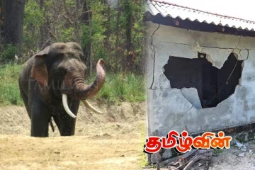 உப்பூறல் கிராமத்திற்குள் உட்புகுந்த காட்டு யானைகள்:பொதுமக்கள் விடுத்துள்ள கோரிக்கை