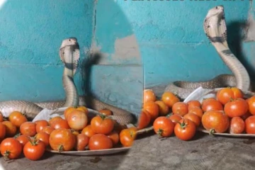தாறுமாறாக எகிறிய விலை... தக்காளியை படமெடுத்து பாதுகாக்கும் பாம்பு! நம்பமுடியாத காட்சி