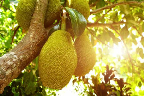 இலங்கையில் பிள்ளைகளின் பசியை போக்க தான் உயிரை தியாகம் செய்த தாய்! | Mother Sacrificed Life Hunger Children Srilanka