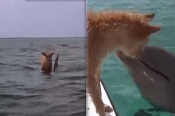நடுக்கடலில் தத்தளித்த நாயை கரைசேர்த்த டால்பின்! பிரியும் போது நடந்த பாசப்போராட்டம் | Dolphin Save Dog In Sea Emotional Love Viral