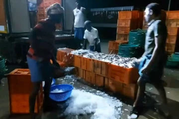 கடற்தொழிலாளர்களின் வலையில் சிக்கிய பாரிய மீன்கள்: மகிழ்ச்சியில் கடற்தொழிலாளர்கள் (Photos)