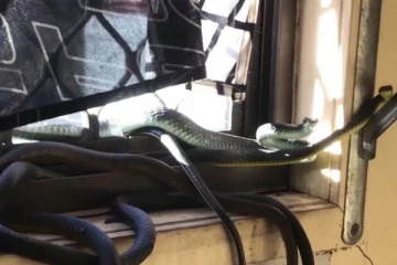 சலவை அறையில் சர்வ சாதாரணமாக சுற்றி திரிந்த பாம்புகள்...அதிர்ச்சியில் பதறிய பெண்