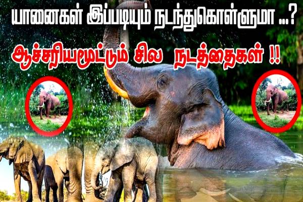 Apakah Anda tahu mengapa gajah tetap berdiri di kuil?  Cerita menarik untuk siswa sekolah!