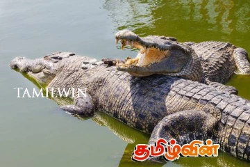 மட்டக்களப்பு வாவியில் இராட்சத முதலைகளின் நடமாட்டம் அதிகரிப்பு: அச்சத்தில் மக்கள்