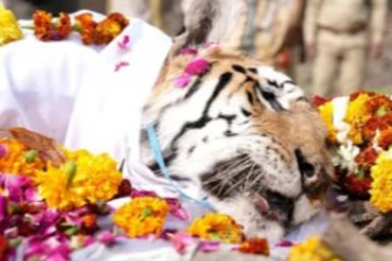 பெண்புலியின் இறுதிச்சடங்கில் குவிந்த மக்கள்..... இணையத்தில் வைரலாகும் புகைப்படம்!