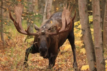 கனடாவில் மானை துப்பாக்கிச் சுட்டவர்களுக்கு ஏற்பட்ட நிலை!
