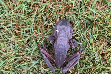 கொத்துக் கொத்தாக செத்து மடியும் தவளைகள்: காரணம் புரியாமல் பீதியில் மக்கள்