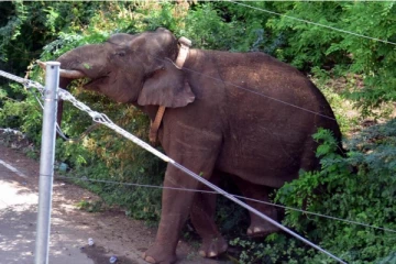 கம்பத்தை கதறவிடும் அரிசிக்கொம்பன் யானை - பின்தொடரும் வனத்துறை