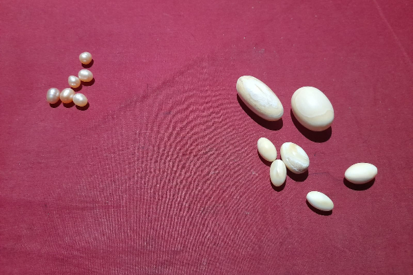 கஜமுத்துக்களுடன் விசேட அதிரடிப் படையினரால் ஒருவர் கைது (Photos) | Man Arrested With Pearls