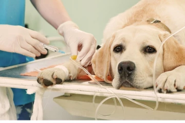 කිඩ්නි ෆේලියර් තියෙන සුරතලුන් හඳුනා ගන්නේ කොහොමද?