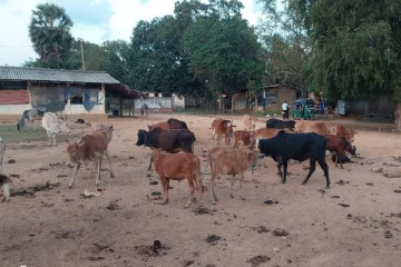 கிளிநொச்சி சந்தையின் சீர்கேடு சீர்செய்யப்படுமா? மக்கள் விசனம்