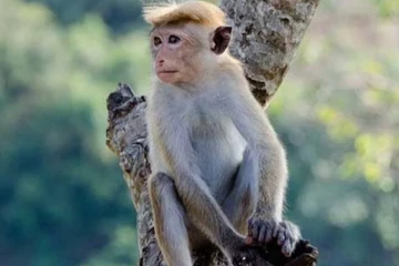 குரங்கால் பொழிந்த 'பண மழை' - உ.பி.யில் நடந்த விசித்திரம்! வீடியோ வைரல்