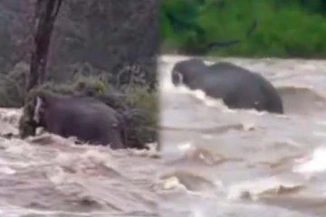 வெள்ளத்தில் மூழ்கும் நிலைக்கு சென்ற காட்டு யானை! நெஞ்சை பதற வைக்கும் காட்சி