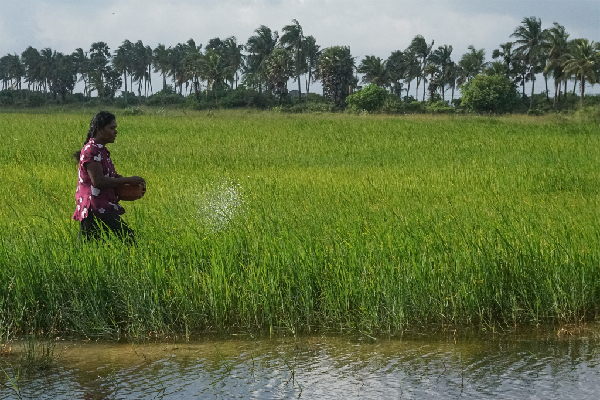 வறட்சியான காலநிலையால் 64 ஆயிரத்திற்கும் மேற்பட்ட விவசாயிகள் பாதிப்பு | 64 Thousand 342 Farmers Affected Dry Weather Sl
