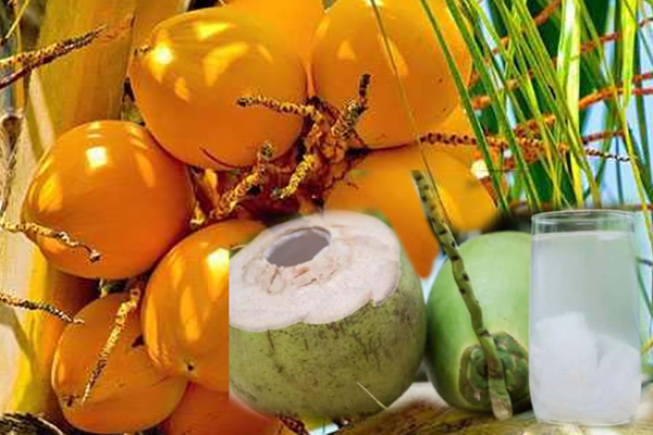 சடுதியாக அதிகரித்துள்ள இளநீர் விலை! | King Coconut Price In Sri Lanka