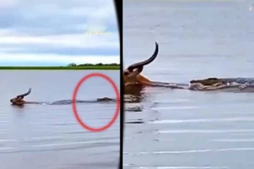 ஆற்றைக் கடந்த மான்... வேட்டையாட துரத்திய முதலை! இறுதி நொடியில் நடந்த டுவிஸ்ட்