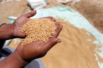 ரஷ்ய கோதுமையை பெருமளவு வாங்கிக் குவிக்கும் அரேபிய நாடொன்று