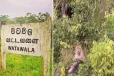 பட்டப்பகலில் உலா வரும் சிறுத்தை - அச்சத்தில் மக்கள்