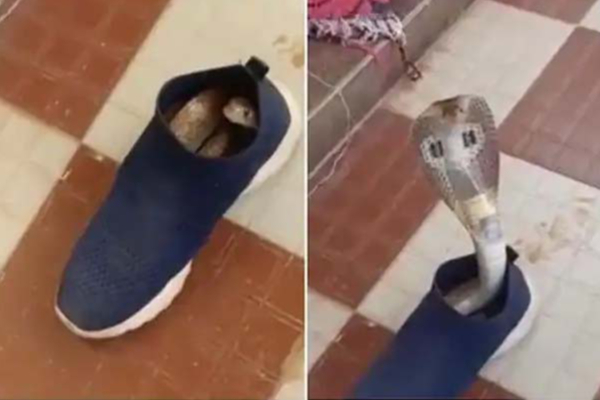 ஷுவில் இருந்து படமெடுத்து வந்த பாம்பு! பதைபதைக்க வைக்கும் காட்சி | Snake Hiding Inside Shoe Viral Video