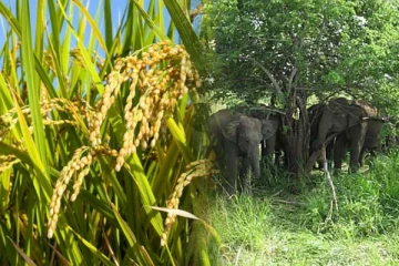 கிளிநொச்சியில் பயிற்செய்கையினை நாசம் செய்யும் காட்டு யானைகள்