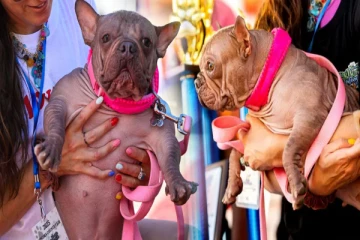 'உலகின் அசிங்கமானது' : போட்டியில் 1ம் இடம் வந்த நாய் - வென்ற பரிசுத்தொகை எவ்வளவு?