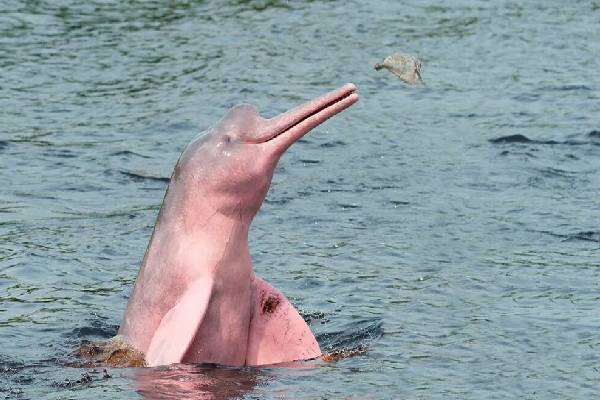 இந்த டால்பின் இளஞ்சிவப்பு நிறத்தில் இருப்பது ஏன்னு தெரியுமா? | Why Are Dolphins Turning Pink