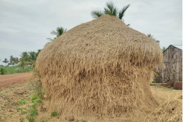 இலங்கையில் வைக்கோலுக்கு வந்த மவுசு!