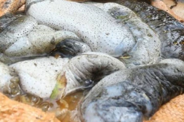 இரவு நேரத்தில் கடல் அட்டை பிடித்த மூவருக்கு நேர்ந்த கதி!