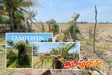 மன்னாரில் நள்ளிரவில் கிராமத்திற்குள் புகுந்த காட்டு யானைகள்