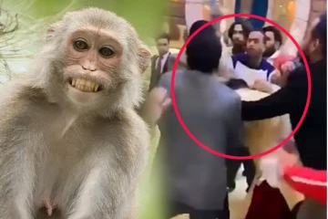 குட்டியை இழந்த குரங்கு ஆவேசத்துடன் பலி தீர்த்த அதிர்ச்சி... மணமகனுக்கு நடந்த சோகம்!