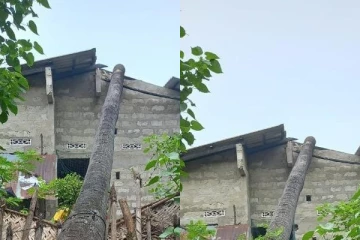 “மண்டாஸ்” புயல்; யாழில் வீட்டின் மீது விழுந்த பனைமரம்(Photos)