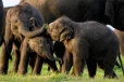 වන අලින්ටම වෙන්වන භූමියක් පොළොන්නරුවෙන් - කලාහගලින් හෙක්ටයාර 15ක් වෙන් කරයි