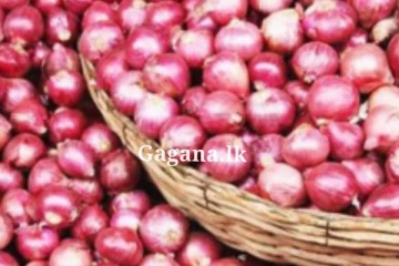 යල කන්නයේ ලොකු ළූණු අස්වැන්න නෙලීම අරඹයි...