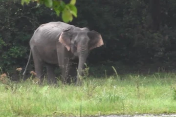 இலங்கை மக்களை நெகிழ்ச்சியில் ஆழ்த்திய யானை