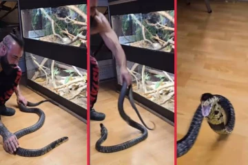 viral video: ராஜ நாகத்தை அசால்ட்டாக நினைத்து பிடிக்க முட்பட்ட நபர்... எதிர்பாராத தருணத்தில் நடந்த விபரீதம்!