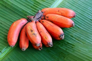 தினமும் ஒரு செவ்வாழை சாப்பிட்டால் என்ன நடக்கும்? சர்க்கரை நோயாளிகள் சாப்பிடலாமா?