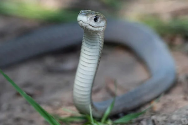 பொம்மை என நினைத்து பாம்பை கடித்த குழந்தை | 1 Year Old Boy Bites Snake Viral News