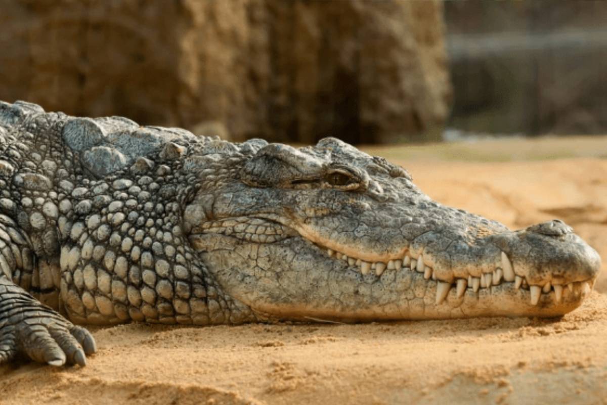 கற்களை விரும்பி உண்ணும் முதலைகள்.., என்ன காரணம் தெரியுமா? | Why Do Crocodiles Eat Stones In Tamil