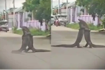 இது சண்டையா அல்லது காதலா? நடுரோட்டில் ராட்சத பல்லிகளால் ஏற்பட்ட பதற்றம்