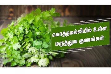 ஊற வைத்த கொத்தமல்லியை அடுத்த நாள் சாப்பிட்டால் என்ன நடக்கும்? வீடியோவுடன்