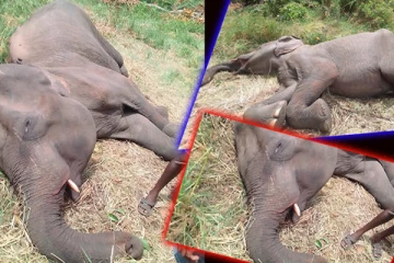 திருகோணமலையில் யானை ஒன்று மரணம்: தீவிர விசாரணை ஆரம்பம் (Photos)