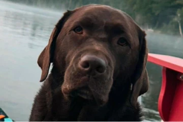 ரொறன்ரோவில் நாயுடன் வாகனத்தை களவாடிய நபர்